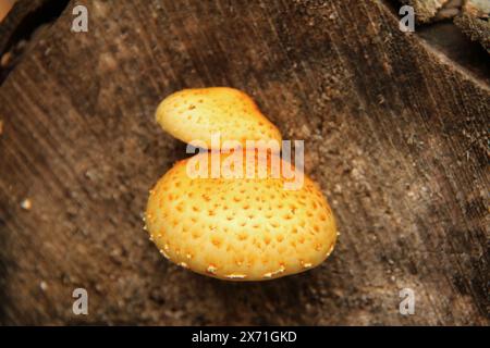 Nahaufnahme eines Amanita Flaconia (Yellow Patches)-Pilzes in Virginia, USA Stockfoto