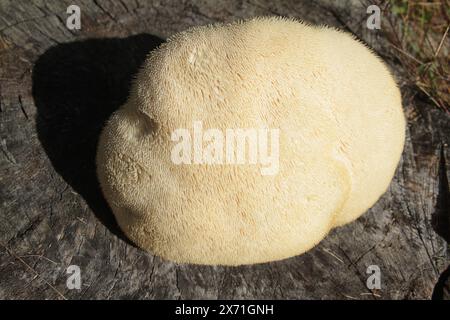 Virginia, USA, Nahaufnahme eines Hericium erinaceus (Löwenmähne) Pilzes, frisch geerntet. Stockfoto