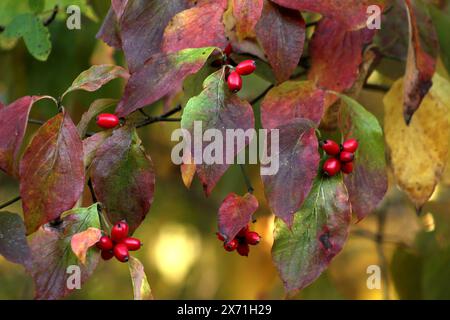 Hartriegel Obst im Herbst Stockfoto