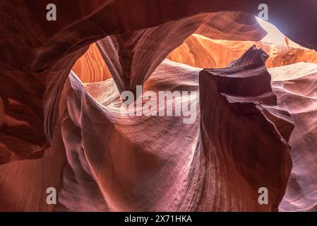 Eagle im Antelope Park Arizona, USA. Stockfoto