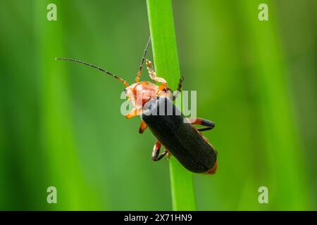 Nahaufnahme von Cantharis rustica, dem rustikalen Matrosenkäfer (Soldier Käfer), der einen Grashalm hinaufkriecht Stockfoto