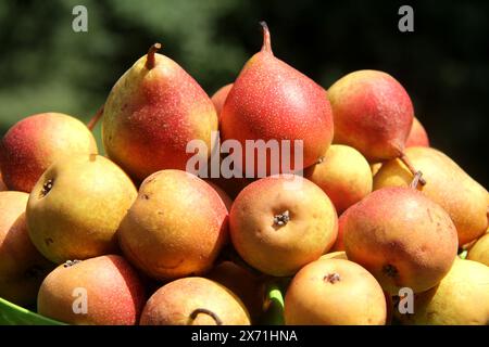 Bio-Birnen, die im Spätsommer geerntet werden Stockfoto