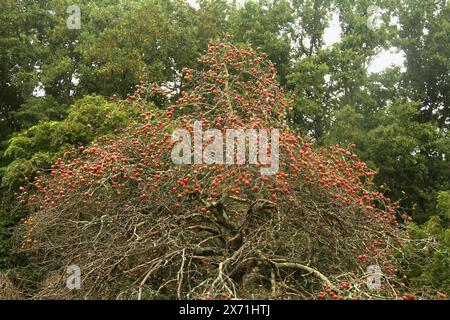 Reife Äpfel im Baum, der in der Wildnis wächst Stockfoto