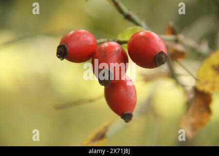 Virginia, USA, Nahaufnahme einer Hüftrose im Spätherbst. Stockfoto