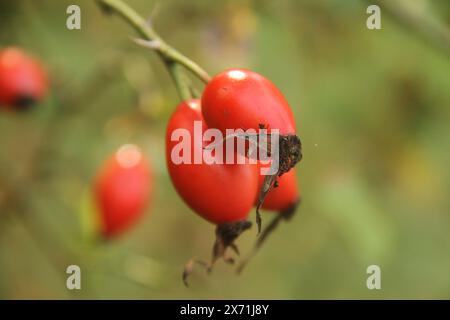 Virginia, USA, Nahaufnahme einer Hüftrose im Spätherbst. Stockfoto