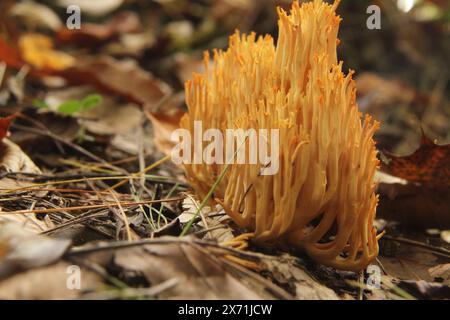 Virginia, USA, Nahaufnahme eines Ramaria Cokeri Pilzes. Stockfoto