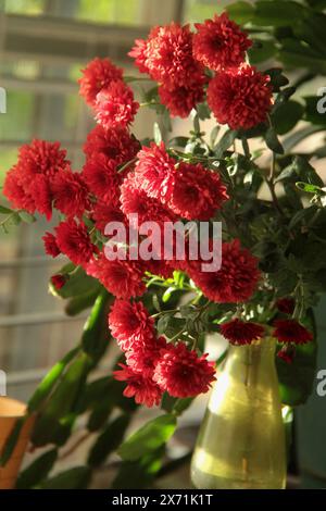 Rote Mütter (Chrysantheme) in einer Vase Stockfoto