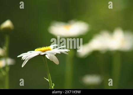 Nahaufnahme von Gänseblümchen in voller Blüte Stockfoto