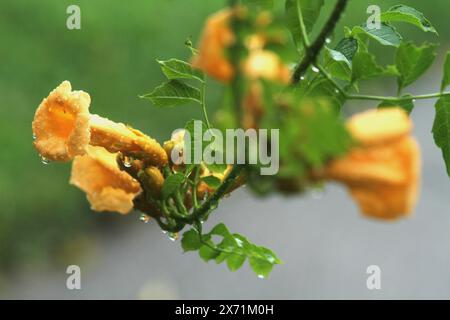 Nahaufnahme der Blumen der Trumpet-Rebe im Regen Stockfoto