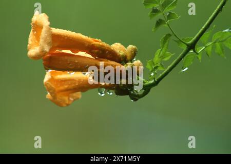 Nahaufnahme der Blumen der Trumpet-Rebe im Regen Stockfoto