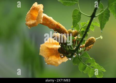 Nahaufnahme der Blumen der Trumpet-Rebe im Regen Stockfoto