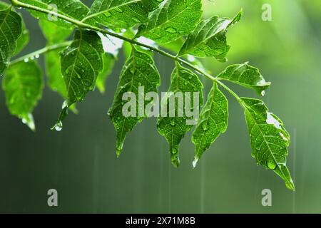 Regentropfen auf einer Trompetenrebe Stockfoto