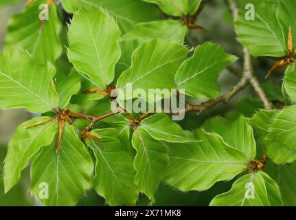 Junge Frischwuchs von Buchenblättern - Fagus sylvatica Stockfoto