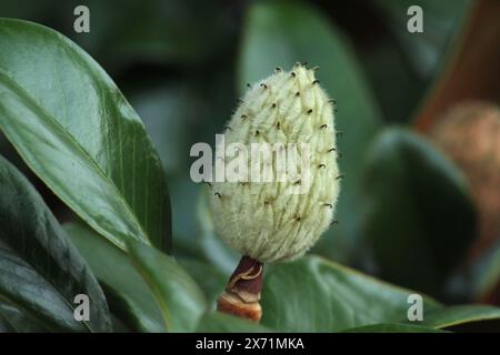 Nahaufnahme der Samenkapsel einer Magnolia grandiflora „Bracken's Brown Beauty“ Stockfoto