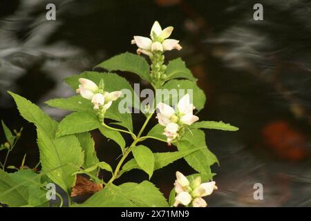 Weiße Schildkröte (Chelone glabra) blüht in Virginia, USA Stockfoto