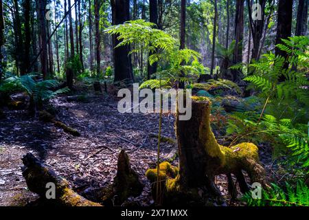 Farn im Hintergrund beleuchtet von der Sonne, die aus moosbedeckten Baumstümpfen wächst, Arve River Camping- und Picknickbereich, Hartz Mountains National Park, Tasmanien Stockfoto