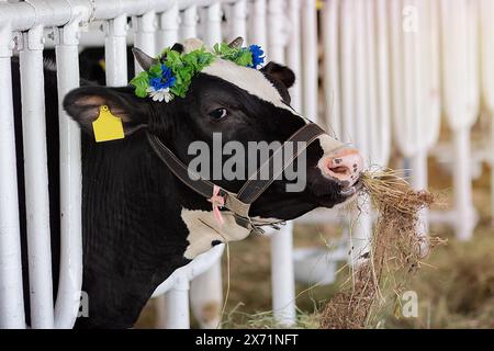 Reinrassige Milchkühe, die Futterfutter aus Futtermitteln in der Kuhfarm essen. Landwirtschaft Stockfoto