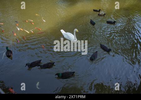 Ein wunderschöner weißer Schwan schwimmt in einem See auf einem Hintergrund von blauem Wasser an einem sonnigen Tag. Im Frühjahr schwan, weiße und schwarze Wasservögel im See oder Rive Stockfoto