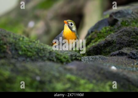 Rotschnabel Leiothrix - Leiothrix lutea, wunderschöner bunter Vogelperlvogel aus Hügelwäldern und Dschungel Zentralasiens, Indien. Stockfoto