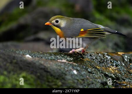 Rotschnabel Leiothrix - Leiothrix lutea, wunderschöner bunter Vogelperlvogel aus Hügelwäldern und Dschungel Zentralasiens, Indien. Stockfoto