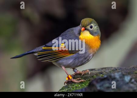 Rotschnabel Leiothrix - Leiothrix lutea, wunderschöner bunter Vogelperlvogel aus Hügelwäldern und Dschungel Zentralasiens, Indien. Stockfoto