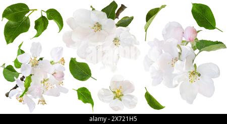 Satz Apfelbaumblüten mit Blättern und Blütenständen, isoliert auf weißem Hintergrund mit Beschneidungspfad. Elemente für die Konstruktion. Stockfoto
