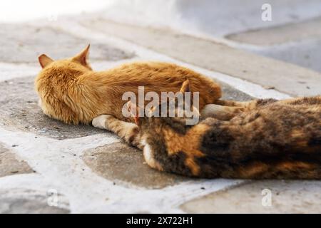 Mykonos, Griechenland - 7. Mai 2024: Straßenkatzen schlafen in der Mittagssonne auf der Insel Mykonos in Griechenland. Frei herumlaufende Katze *** Straßenkatzen schlafen in der Mittagssonne auf der Insel Mykonos in Griechenland. Freilaufende Katze Stockfoto