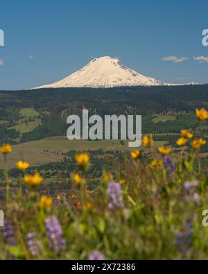 Der schneebedeckte Mt Adams, Washington, bietet eine wunderschöne Aussicht auf die Columbia River Gorge und Wildblumen vom McCall Point Hike, Oregon Stockfoto