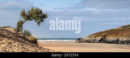 Ein Panoramabild eines einsamen Baumes, der auf einer Sanddüne am Crantock Beach in Newquay in Cornwall in Großbritannien wächst. Stockfoto