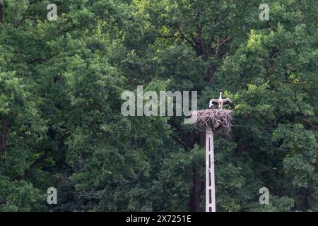 Storchfamilie in ihrem Nest Stockfoto