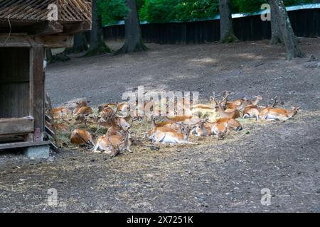 Die Familie der ruhenden Hirsche in einer Waldlichtung Stockfoto