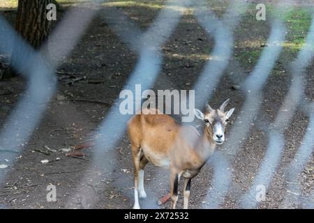 Zoo-Tier: Mufflon in Pen Stockfoto