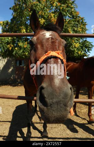 Foto von Zärtlichkeit unter schönen Lorbeerpferden. Reiten Leben auf dem Bauernhof. Landwirtschaft und Pferdepflege. Stockfoto