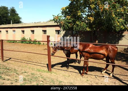 Foto von Zärtlichkeit unter schönen Lorbeerpferden. Reiten Leben auf dem Bauernhof. Landwirtschaft und Pferdepflege. Stockfoto