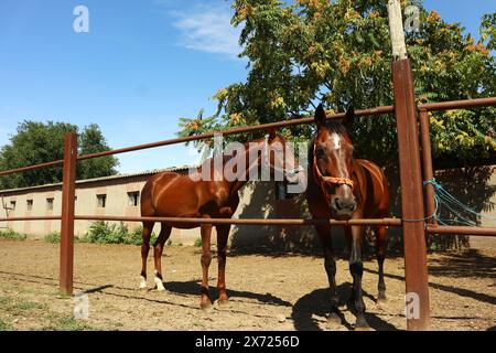 Foto von Zärtlichkeit unter schönen Lorbeerpferden. Reiten Leben auf dem Bauernhof. Landwirtschaft und Pferdepflege. Stockfoto