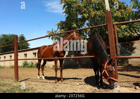 Foto von Zärtlichkeit unter schönen Lorbeerpferden. Reiten Leben auf dem Bauernhof. Landwirtschaft und Pferdepflege. Stockfoto