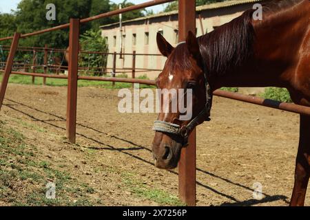 Foto von Zärtlichkeit unter schönen Lorbeerpferden. Reiten Leben auf dem Bauernhof. Landwirtschaft und Pferdepflege. Stockfoto