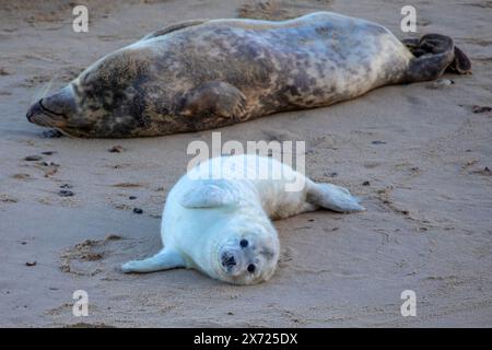 Robben am Strand in Horsey, North Norfolk, Großbritannien. Stockfoto