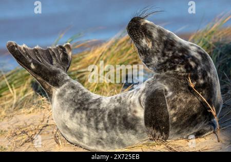 Ein Robbenjunges, der sich in der Sonne am Strand in Horsey, North Norfolk, Großbritannien, ausdehnt. Stockfoto