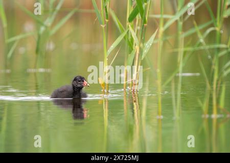 Gemeines Moorhenküken, Gallinula chloropus Stockfoto