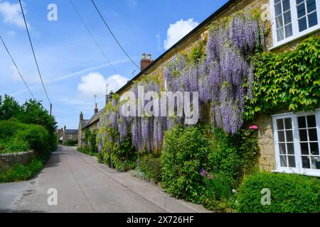 Uploders, Dorset, Großbritannien. Mai 2024. Wetter in Großbritannien. Eine 100 Jahre alte Wisteria in voller Blüte in einem Haus in Uploders in Dorset an einem Tag mit heißer Frühlingssonne. Bildnachweis: Graham Hunt/Alamy Live News Stockfoto