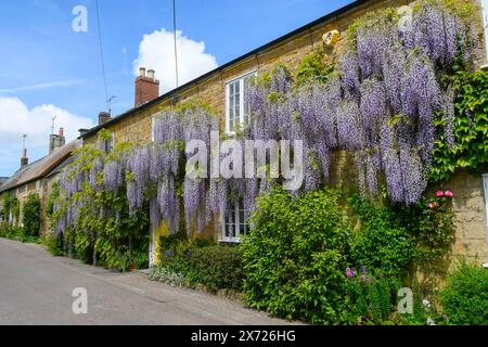 Uploders, Dorset, Großbritannien. Mai 2024. Wetter in Großbritannien. Eine 100 Jahre alte Wisteria in voller Blüte in einem Haus in Uploders in Dorset an einem Tag mit heißer Frühlingssonne. Bildnachweis: Graham Hunt/Alamy Live News Stockfoto