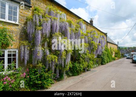 Uploders, Dorset, Großbritannien. Mai 2024. Wetter in Großbritannien. Eine 100 Jahre alte Wisteria in voller Blüte in einem Haus in Uploders in Dorset an einem Tag mit heißer Frühlingssonne. Bildnachweis: Graham Hunt/Alamy Live News Stockfoto