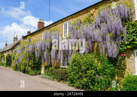 Uploders, Dorset, Großbritannien. Mai 2024. Wetter in Großbritannien. Eine 100 Jahre alte Wisteria in voller Blüte in einem Haus in Uploders in Dorset an einem Tag mit heißer Frühlingssonne. Bildnachweis: Graham Hunt/Alamy Live News Stockfoto