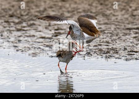 Zwei Redshanks-Tringa Totanus zeigen Aggression. Stockfoto