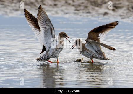 Zwei Redshanks-Tringa Totanus zeigen Balz Stockfoto