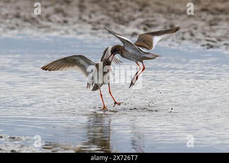 Zwei Redshanks-Tringa Totanus zeigen Aggression. Stockfoto