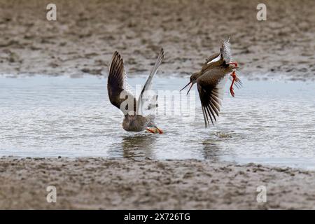 Zwei Redshanks-Tringa Totanus zeigen Aggression. Stockfoto