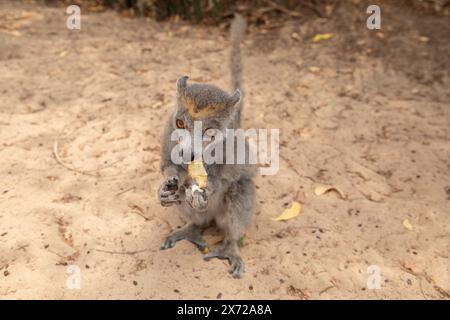 Nahporträt einer erwachsenen weiblichen gekrönten Lemur Eulemur coronatus in der natürlichen Umgebung Madagaskars Stockfoto