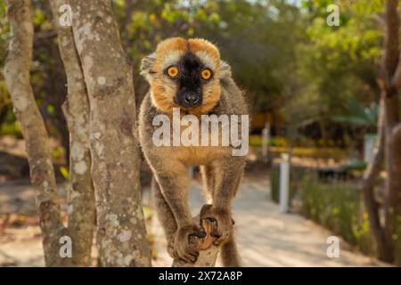 RotbauchLemur - Eulemur rubriventer, Regenwald Madagaskar Ostküste. Niedliches Primatenporträt in Nahaufnahme. Madagaskar endemisch. Stockfoto